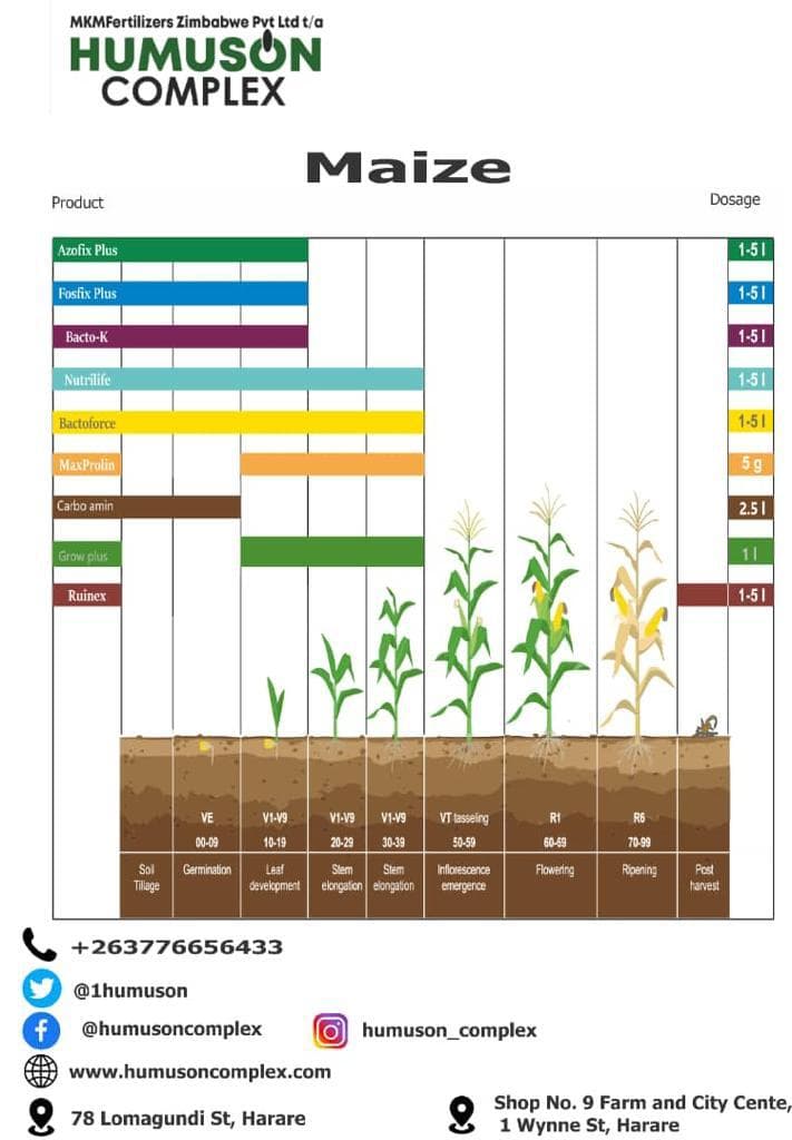 Maize — image 1