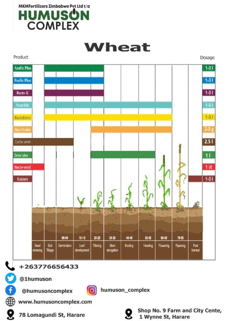 Wheat — image 1