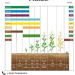 Maize