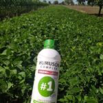 Only Grow Plus as a top dressing was used to cultivate these sugar beans