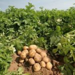 Boost Your Potato Yields with Fulvic Acid!